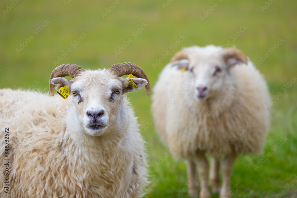 Obraz premium Picture of sheep on the grass , Iceland