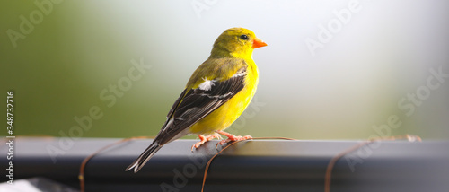 Goldfinch on railing