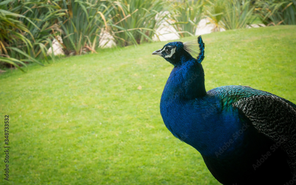 Fototapeta premium Colorful peacock on green backdrop, shot in New Zealand 