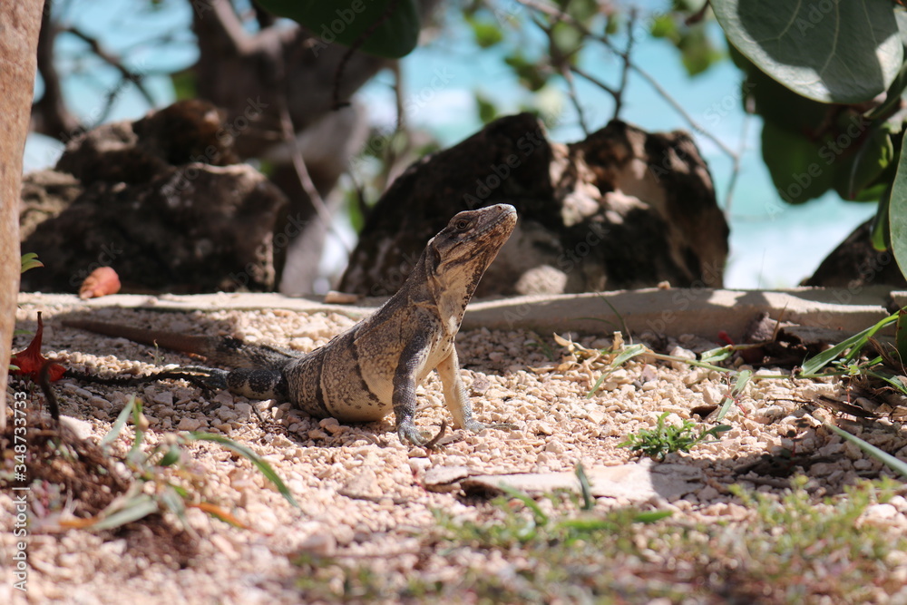lizard on the tree lizard on the tree