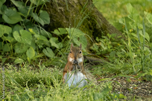squirrel sitting in back yard © Carey
