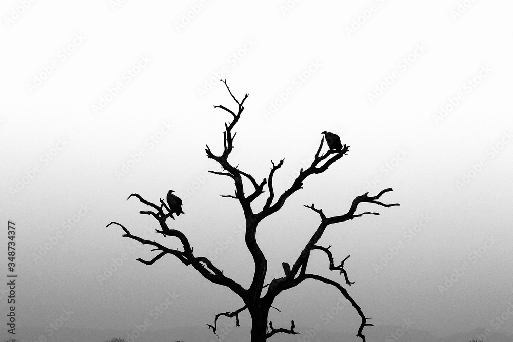 Vultures from Kruger National Park. African wildlife. South Africa Vultures from Kruger National Park. African wildlife. South Africa