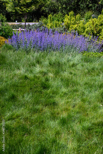 Overgrown grass lawn with garden in the background, with catmint blooming in the background 