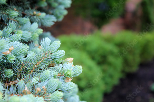 Offset pine tree