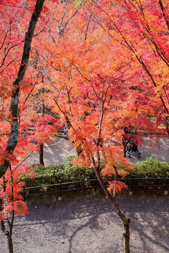 Kiyomizudera Temple and Autumn Leaves in Kyoto, Japan Kiyomizudera Temple and Autumn Leaves in Kyoto, Japan