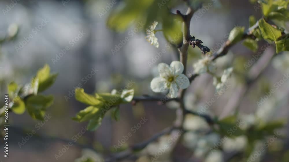 Plum brunches close up, shallow depth of field, slow motion Plum brunches close up, shallow depth of field, slow motion