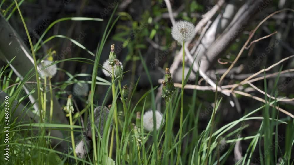 In a meadow in the woods in spring, dandelion seeds sway in a gentle breeze just before the seeds float away. In a meadow in the woods in spring, dandelion seeds sway in a gentle breeze just before the seeds float away.