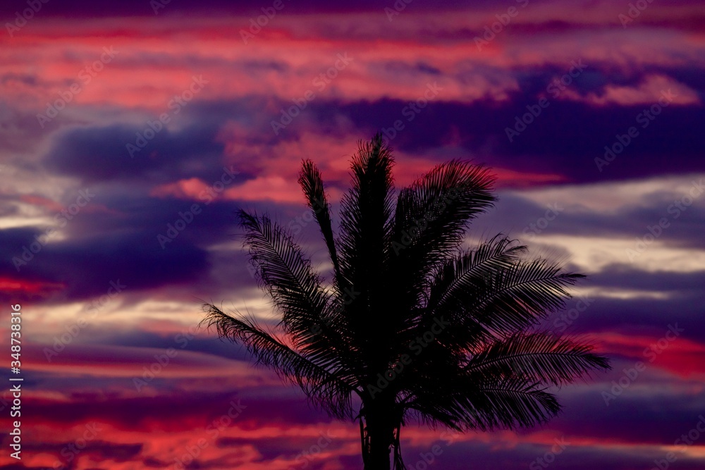 Silhouette of palm tree during dramatic red and purple cloudscape at sunset 