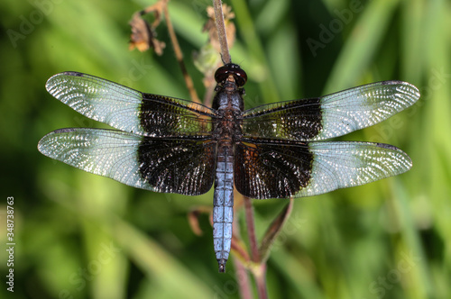 Dragonfly in prairie grass