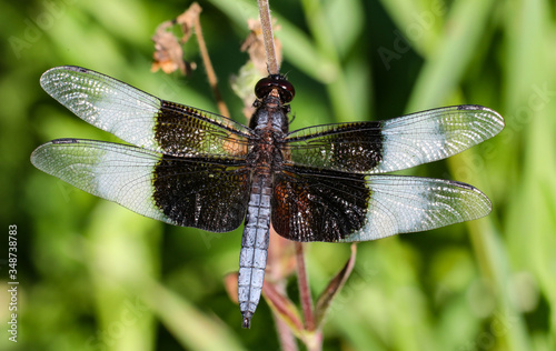 Striped dragonfly in garden