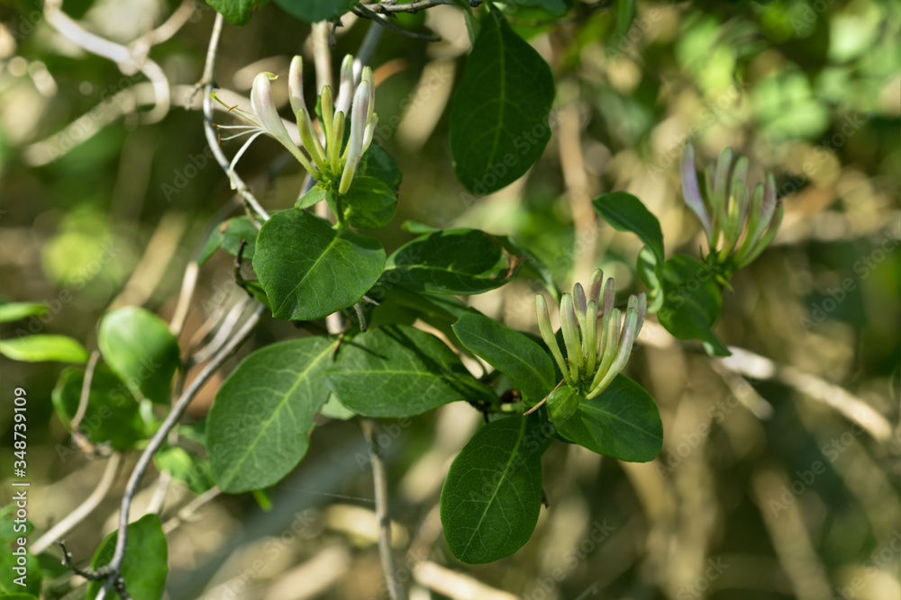 European honeysuckle, Lonicera periclymenum twig with buds European honeysuckle, Lonicera periclymenum twig with buds