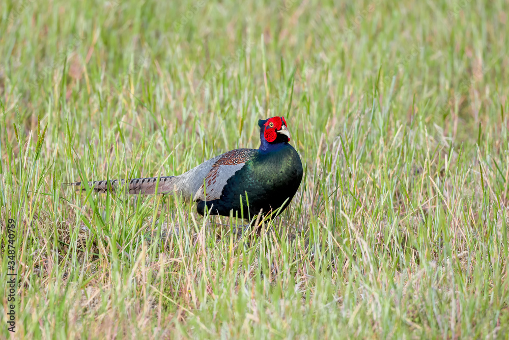 Japanese Pheasant (Phasianus versicolor) Japanese Pheasant (Phasianus versicolor)