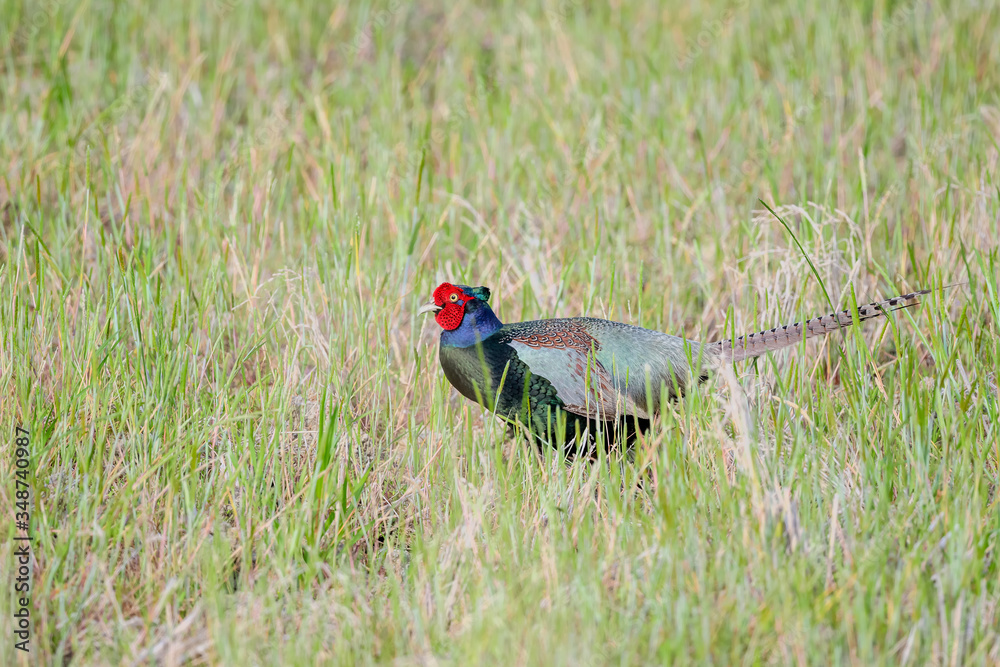 Japanese Pheasant (Phasianus versicolor) Japanese Pheasant (Phasianus versicolor)