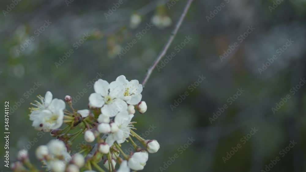 Cherry brunches with flowers close up, shallow depth of field, slow motion Cherry brunches with flowers close up, shallow depth of field, slow motion