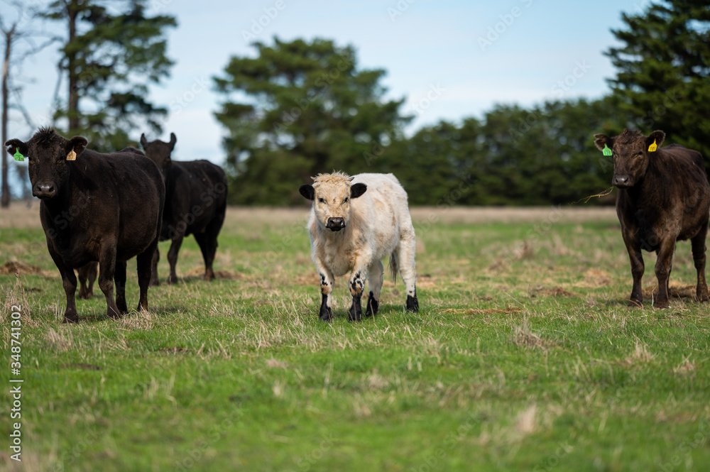 Beef cows and calfs grazing on grass in south west victoria, Australia
