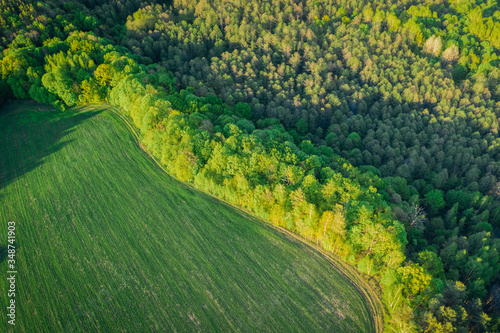 Spring green forest from aerial view in the sunset rays of the evening sun. Mixed forest with deciduous trees