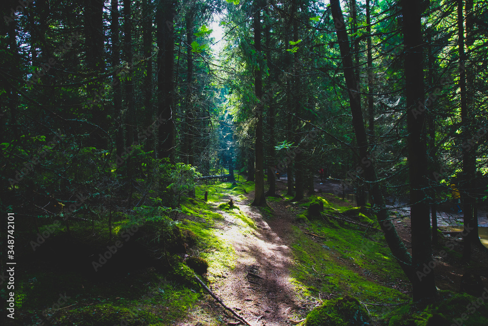Fototapeta premium Ścieżka w lesie
