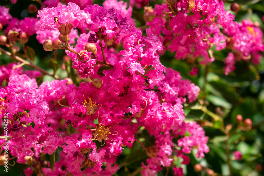 flor de un árbol 3