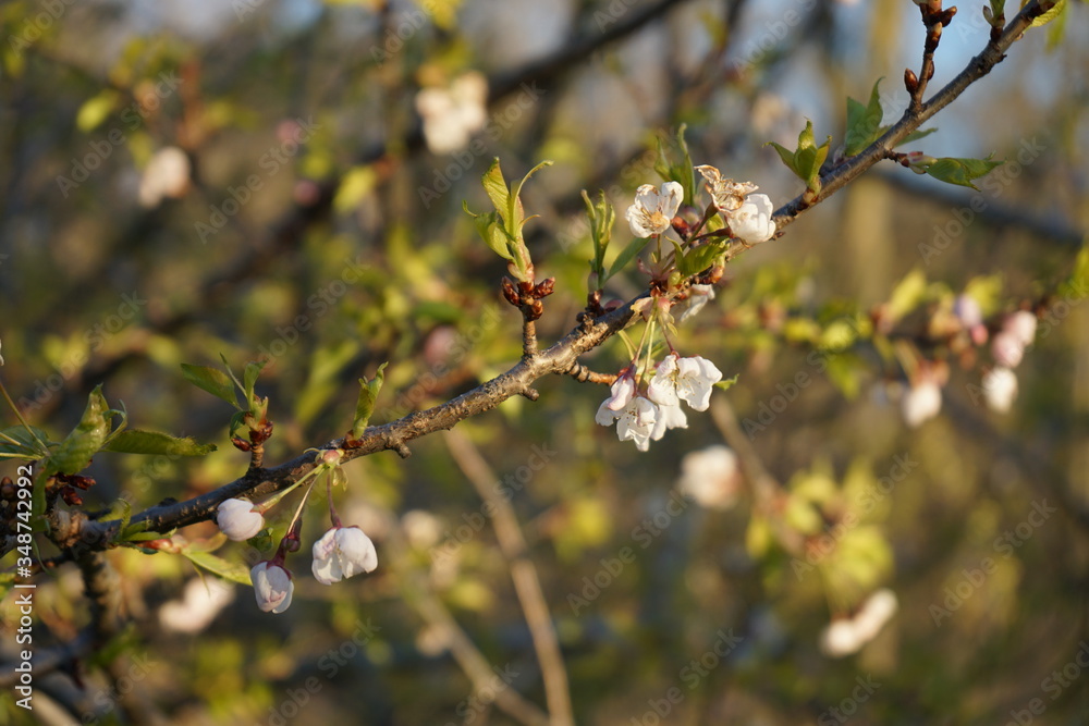 Dying Cherry Blossom Flower Tree Dying Cherry Blossom Flower Tree