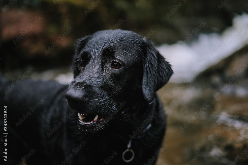 black labrador retriever