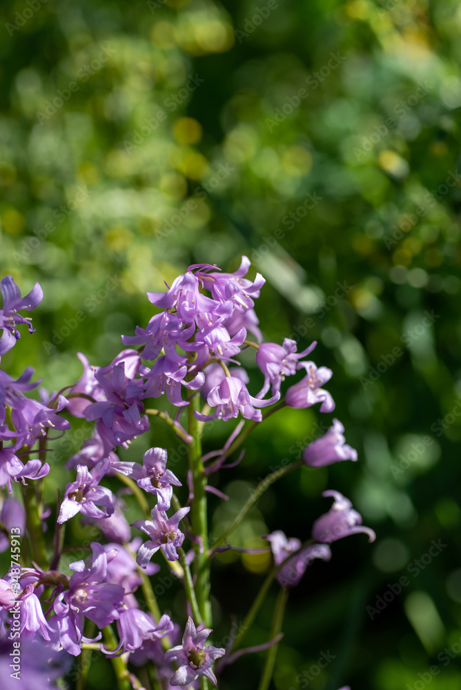Some pink bluebell flowers. Vancouver BC Canada
Some pink bluebell flowers. Vancouver BC Canada