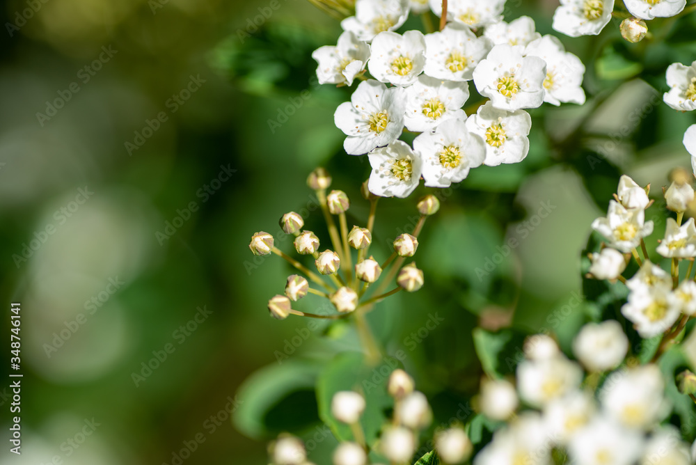 A picture of some spirea flowers and some buds.    Vancouver BC Canada
