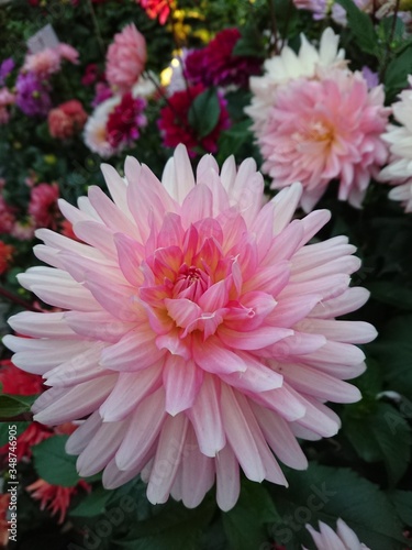 pink chrysanthemum flowers in the garden