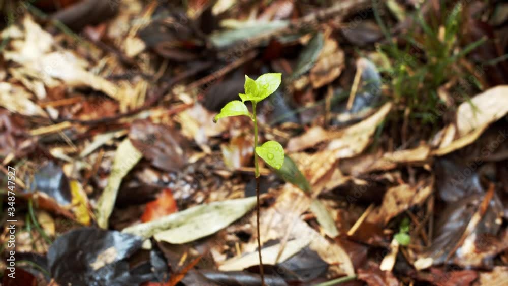 竹林の新緑、若竹、苔、落ち葉 竹林の新緑、若竹、苔、落ち葉