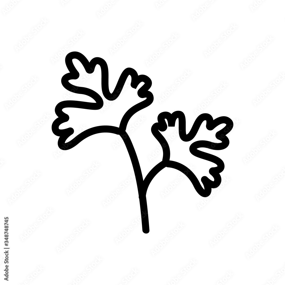 leaves of herbal coriander icon vector. leaves of herbal coriander sign. isolated contour symbol illustration leaves of herbal coriander icon vector. leaves of herbal coriander sign. isolated contour symbol illustration