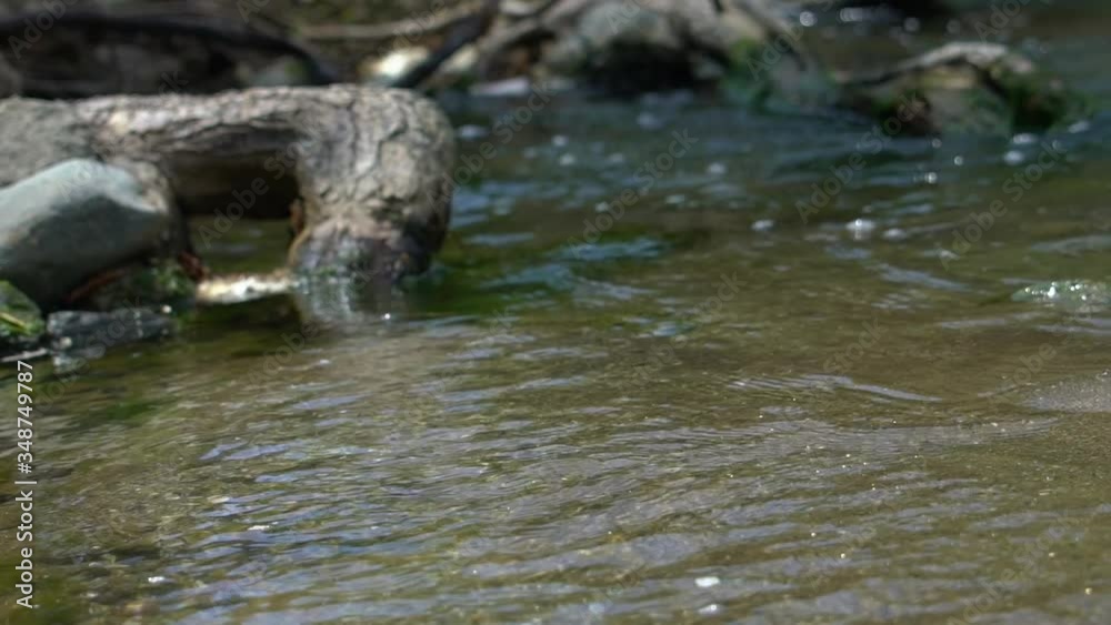 Water flowing over rocks with green moss, with trees in water Water flowing over rocks with green moss, with trees in water