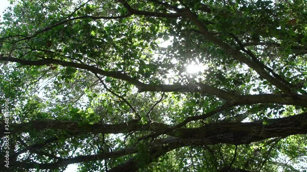 Looking up into the trees while trees leaves flowing Looking up into the trees while trees leaves flowing