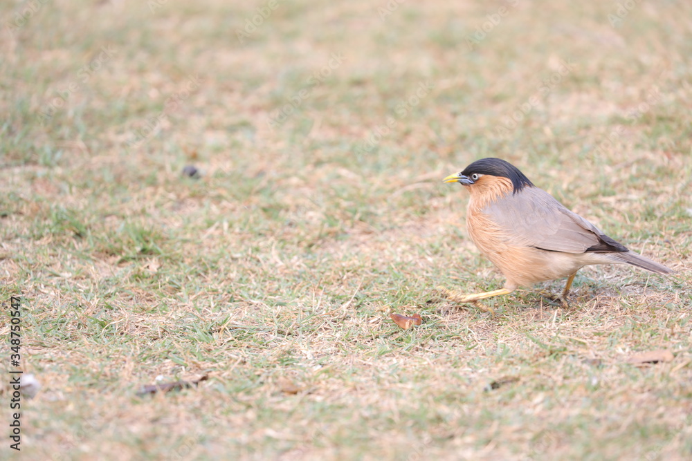 Obraz premium robin on the grass. Moving cautiously.