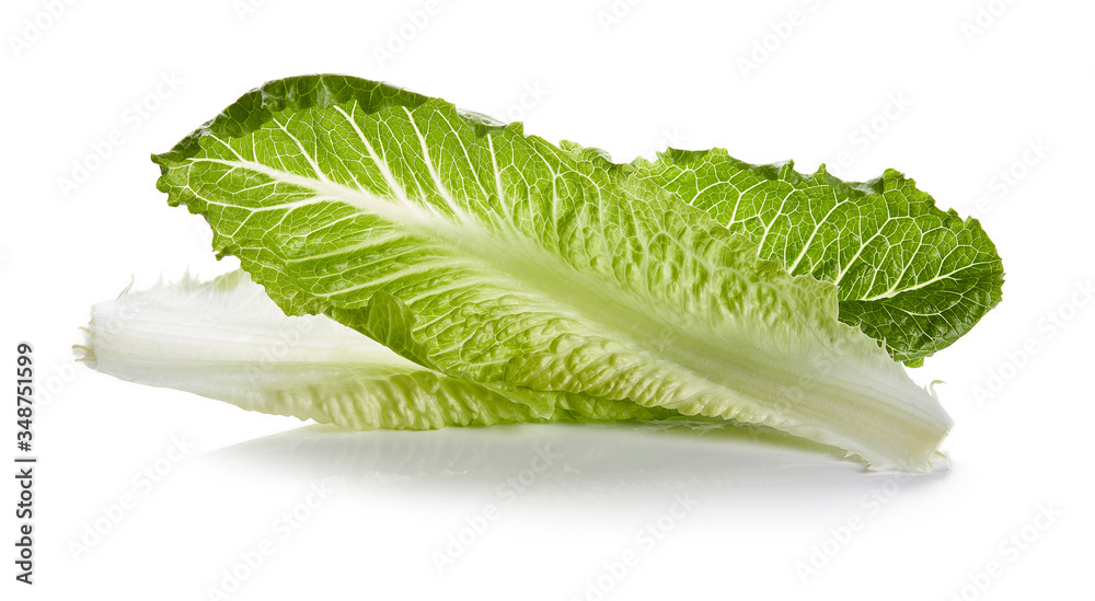 Lettuce Isolated on White Background Lettuce Isolated on White Background