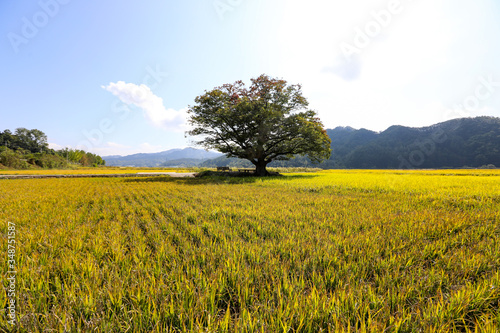 Autumn landscape with yellow rice field and big zelkova. Chungcheongbuk-do, South Korea