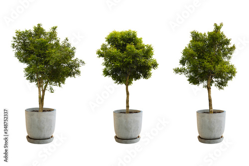 Tree in a pot Isolate on White Background