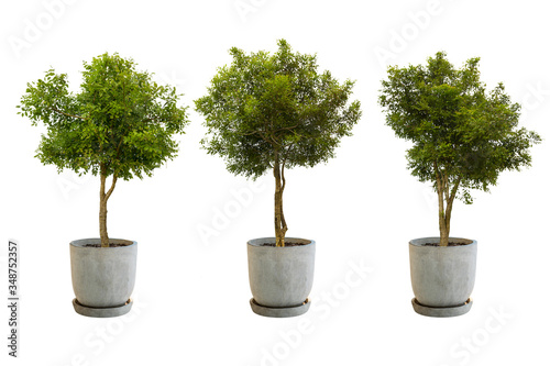 Wallpaper Mural Tree in a pot Isolate on White Background
