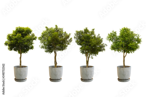 Tree in a pot Isolate on White Background