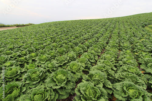 Korean highland cabbage patch landscape