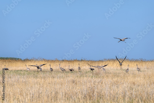 crane demoiselle field grass flock bird © Iri_sha