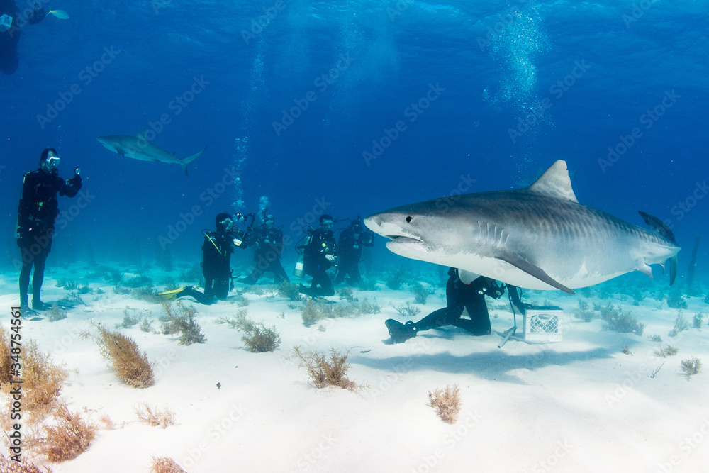 Obraz premium Tiger sharks