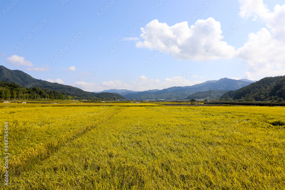 Autumn rice field scenery. Chungcheongbuk-do, South Korea