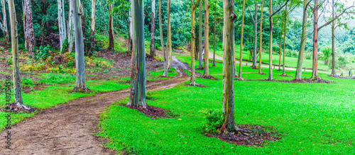 Rainbow Eucalyptus Tree (Eucalyptus deglupta) in The   Keahua Forest, Kauai, Hawaii, USA photo