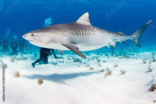 Tiger sharks 