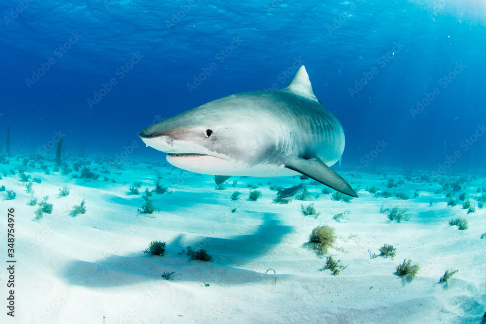 Fototapeta premium Tiger Shark swimming arround