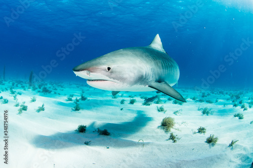 Tiger Shark swimming arround © yoshinori