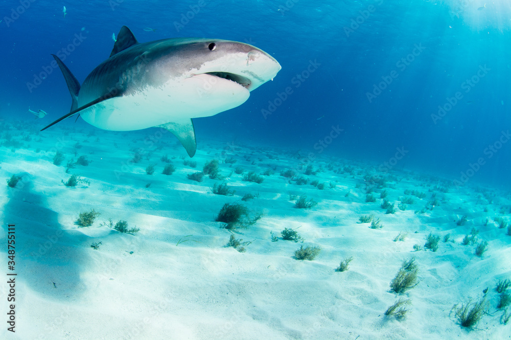 Fototapeta premium Tiger Shark swimming arround