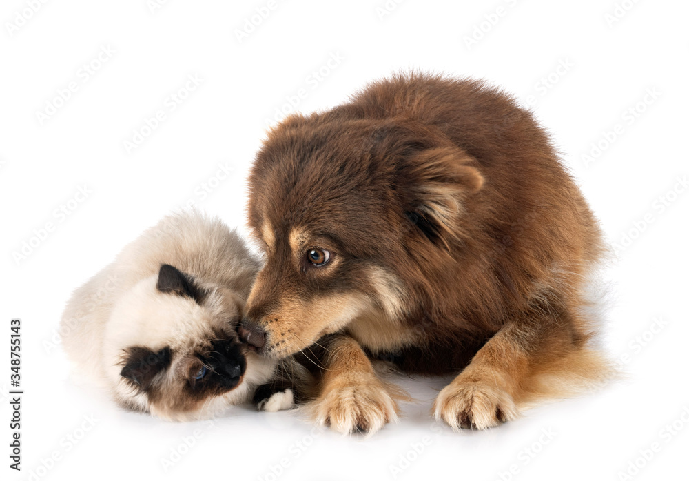 Fototapeta premium birman cat and lapinkoira