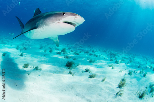 Tiger Shark swimming arround