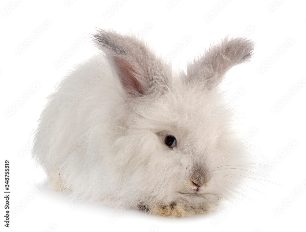English Angora rabbit English Angora rabbit