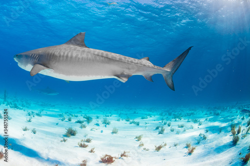 Tiger Shark swimming arround © yoshinori
